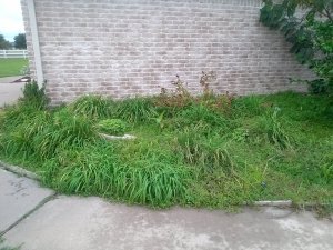 Neglected Daylily Garden