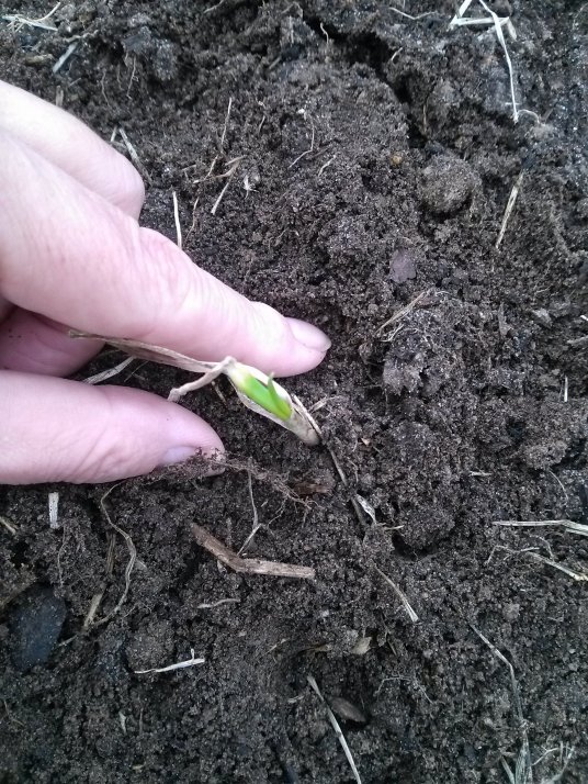 Onion Planted Feb 1, 2014