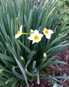 2014-03-20 narcissus