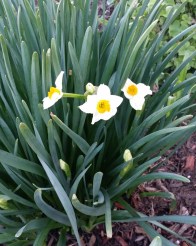 2014-03-20 narcissus