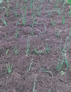 Freshly Mulched Onions, Mar. 22, 2014