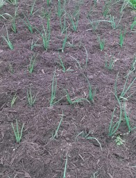 Freshly Mulched Onions, Mar. 22, 2014