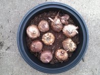 gladiola bulbs in takeout food container
