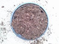 gladiola bulbs, just covered