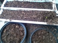 gladiola plants emerging