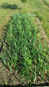 Picture of Onions and Sunflower seedlings