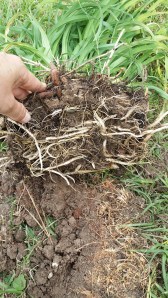 Root and Tubers Picture