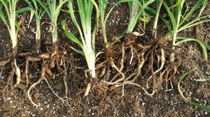 Individual Daylily Fans from Clump