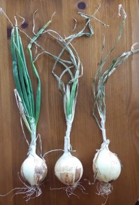 Stages of Dry Onions