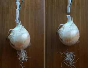Picture--Remove Onion Top and Roots