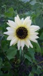 Picture of a bloom for "vanilla ice" sunflower