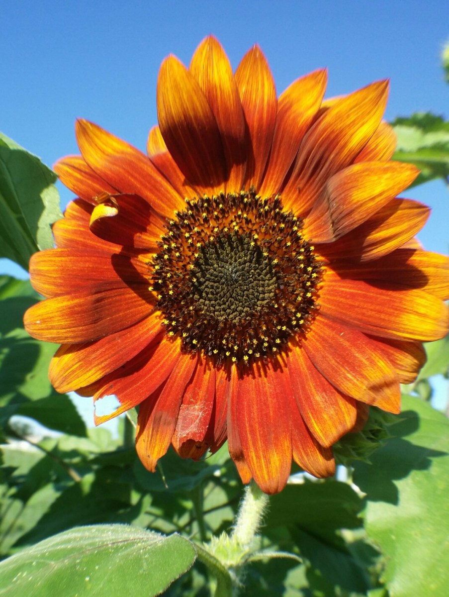 picture of Autumn Beauty, 2014, flower