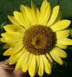 picture of Lemon Queen, 2014, flower