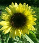 Picture of Santa Lucia, May 2014, flower