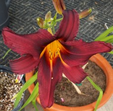 Picture of maroon-colored daylily, 'Theron'