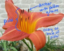 Shows the anthers with pollen and the pistol of the daylily flower