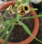 Opened Seed Pod with Loss of Seeds