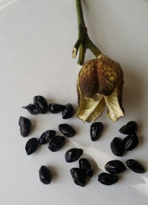 Seed Pod and Seeds