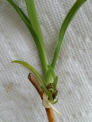 Daylily Proliferation with Roots Attached to the Scape 