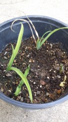 Daylily Proliferations in Soil