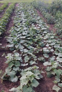 Cucumber Plants shown  in the garden  are "Market More", May 29, 2014