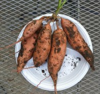 Sweet Potatoe Tubers shown, Sept. 2014