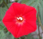 Pentagon-Shaped Cardinal Climber Flower, Sept. 2014