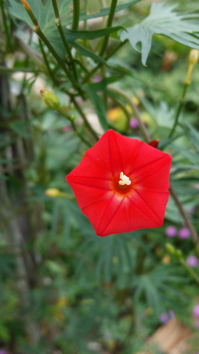Flowers of the Cardinal Climber, Sept, 2014