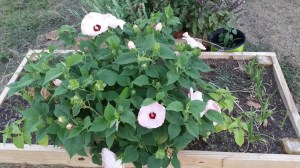 Hibiscus moscheutos Luna (Tm), pink and white flowers