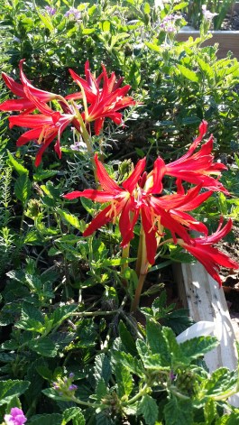 Oxblood Lilies Sept. 9, 2014; brilliant red amaryllis-like blooms