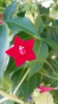 Flowers of the Red Cypress Vine, Sept. 2014