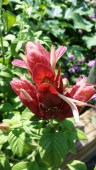 Shrimp Plant blooming, Sept. 2014