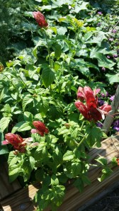 Blooms and foliage on the Shrimp Plant, Sept. 2014