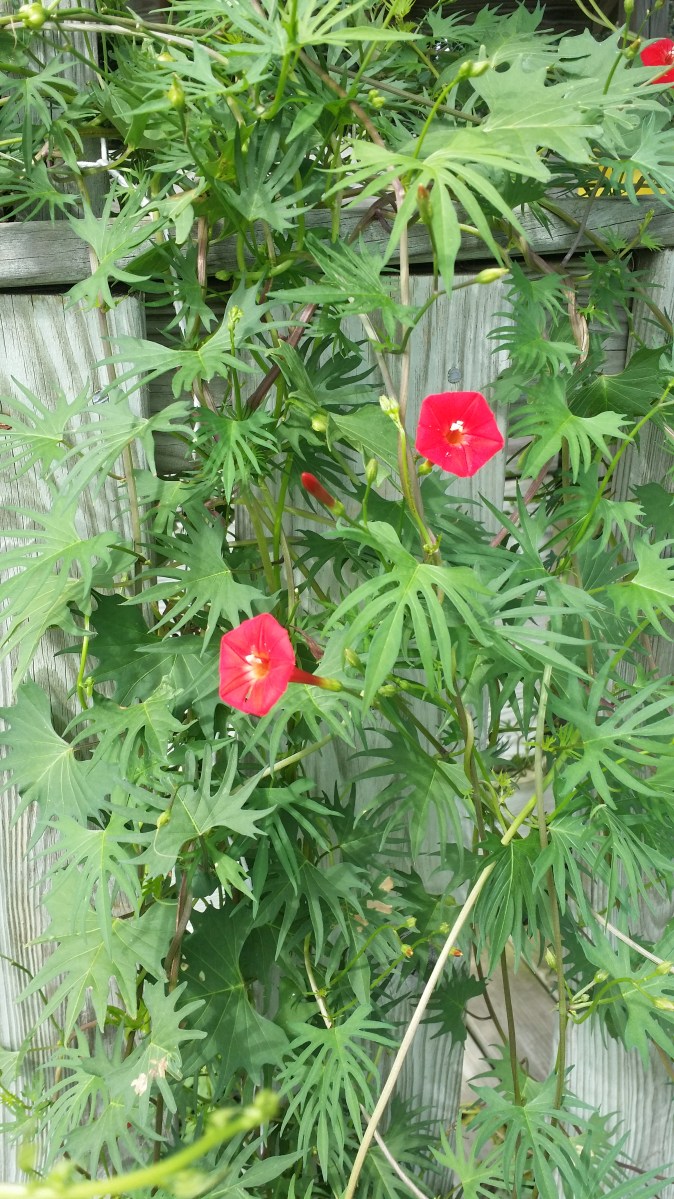 Red Flowers and foliage of the Cardinal Climber, Sept 2014