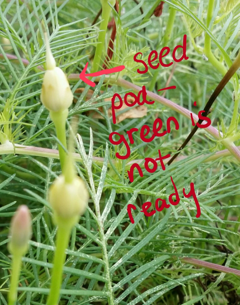 Cypress Vine Seeds