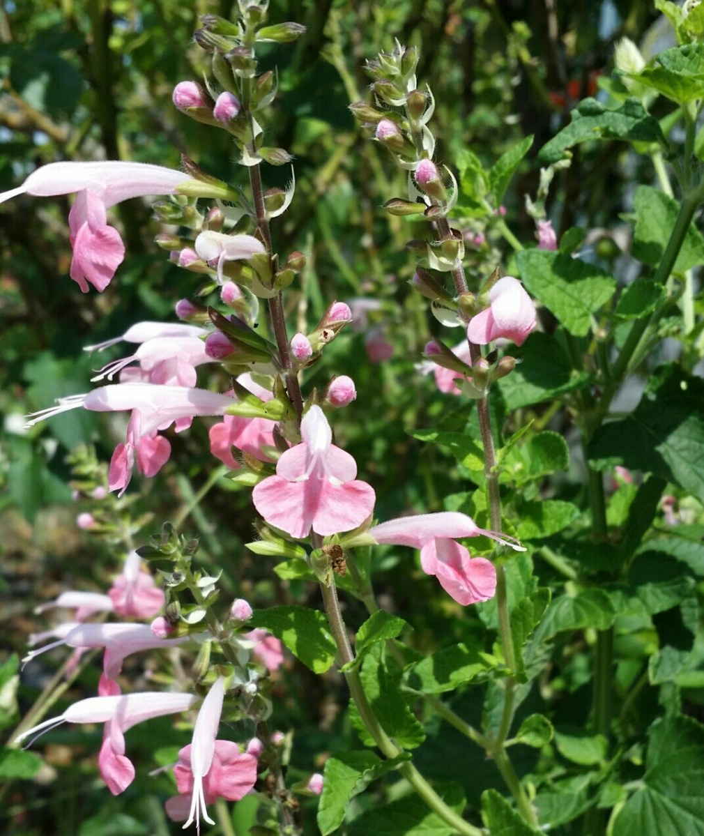 Salmon-Colored Salvia Flower