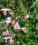 Salmon-Colored Salvia Flower