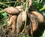 Freshly Dug Sweet Potatoes (Oct. 2014)