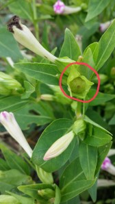 picture of a 4 o'clock seed, still green