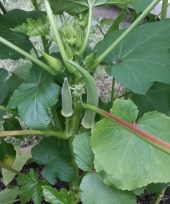 Heirloom Okra, Summer 2014 