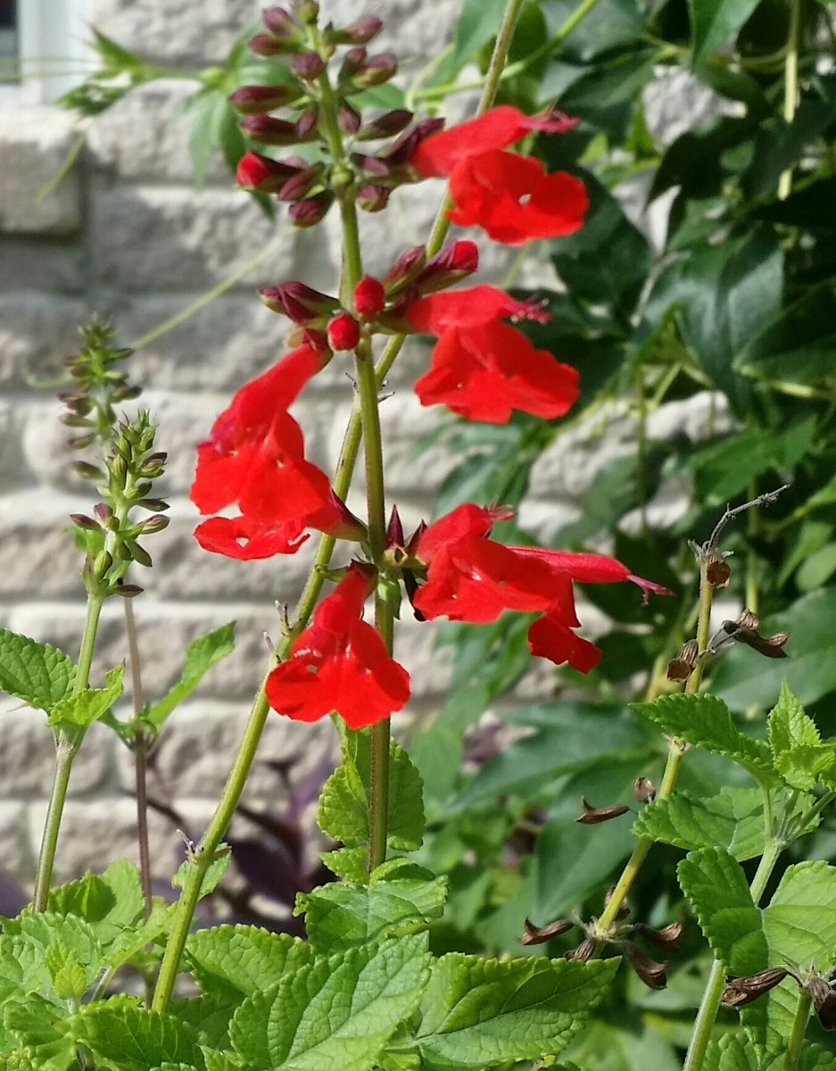 Red Salvia Flowers