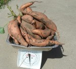Sweet Potatoes Harvested October 2014