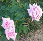 Belinda's Dream, Oct 2014