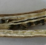 Dried Okra Pods and Seeds