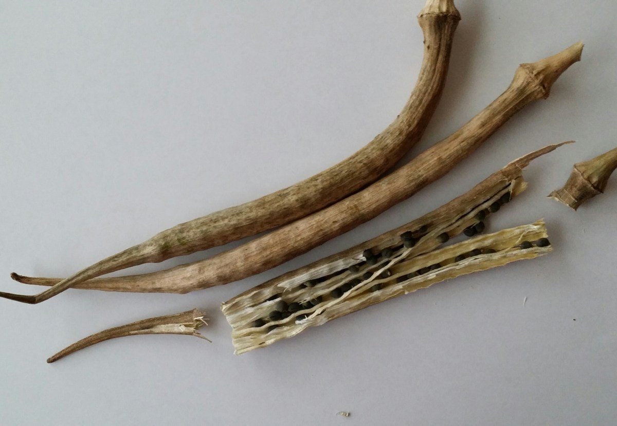 Unopened and Opened Okra Pods