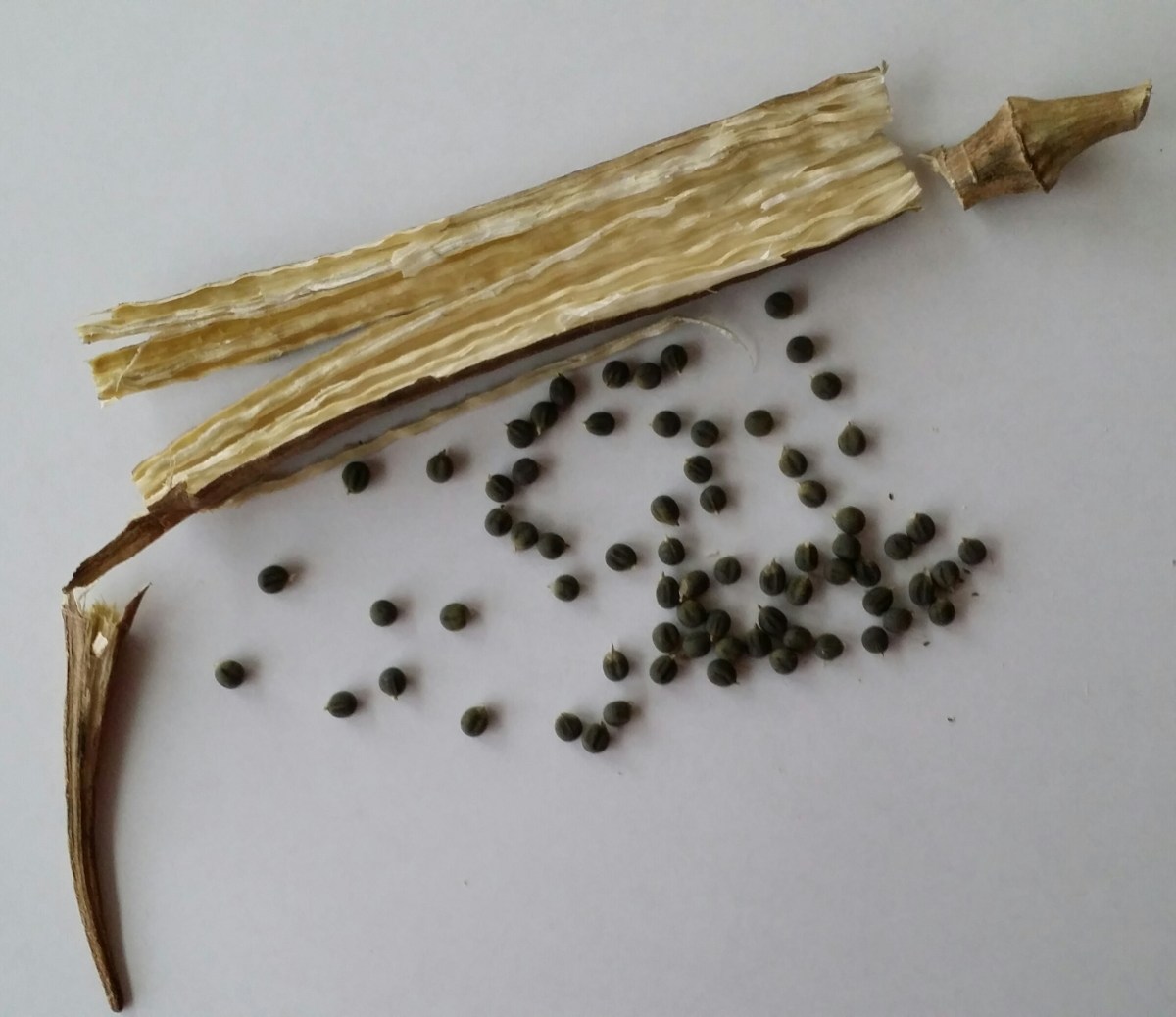 Okra Seeds Removed from Pods