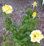 'Grandma's Yellow' Rose, Oct. 2014
