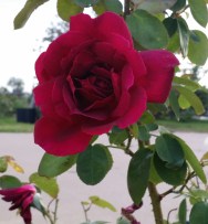 Chrysler Imperial, Climbing; Oct. 2014