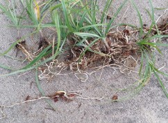 Pulled Sedge Plants with roots