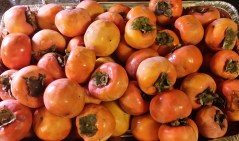 Persimmon Fruit, November 2014